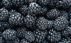 Brombeer-Sex-01 Brombeer-Sex-01